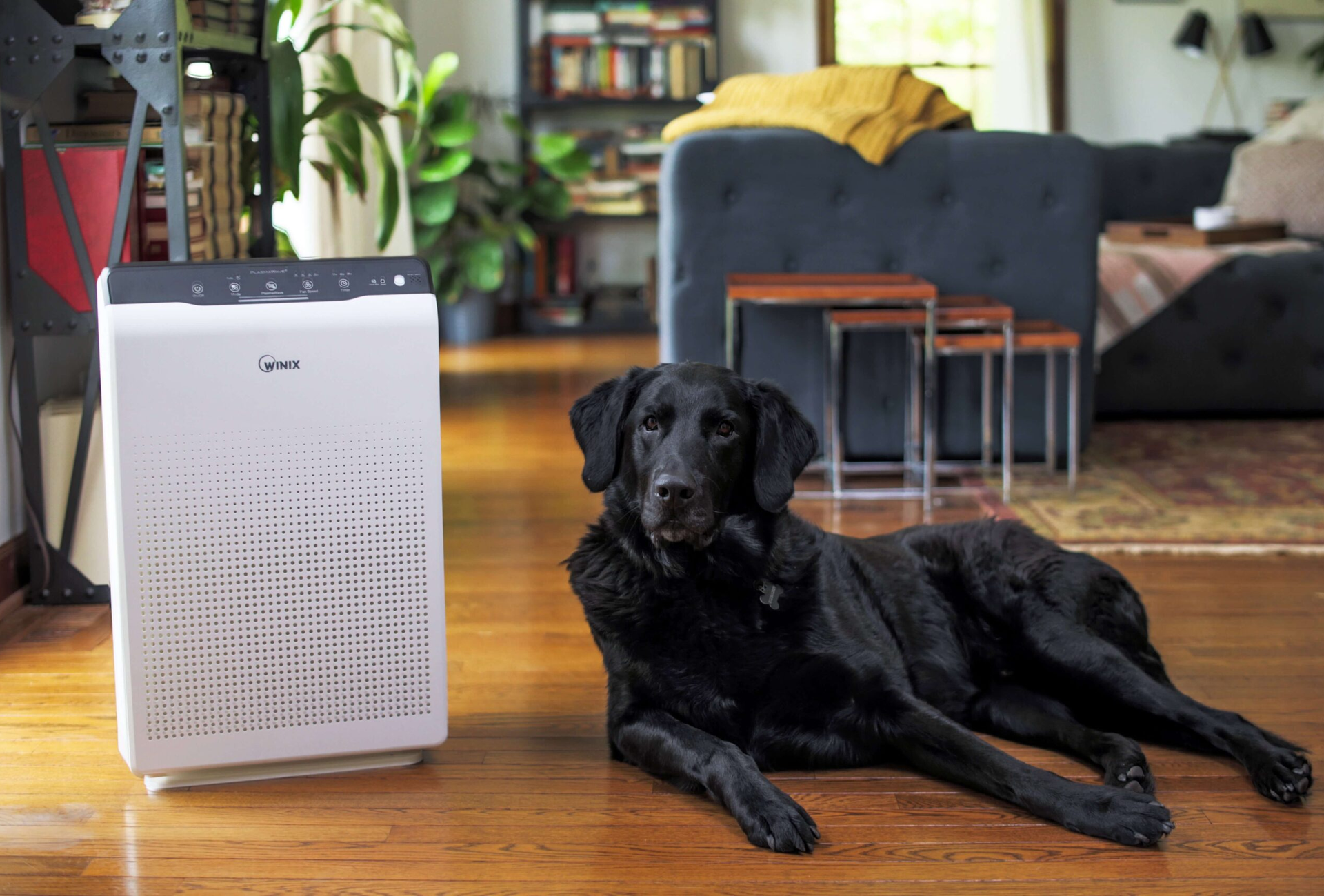 WINIX luchtreiniger met een hond in een woonkamer